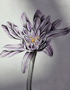 Tegning af blomst